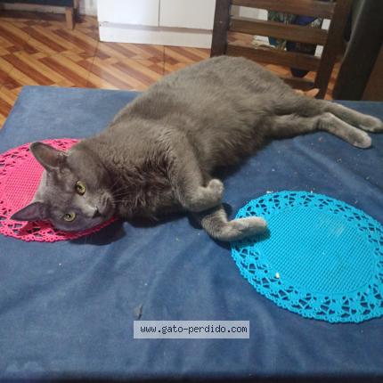 Photo 1/1 Ashey Chat lost in Rancagua