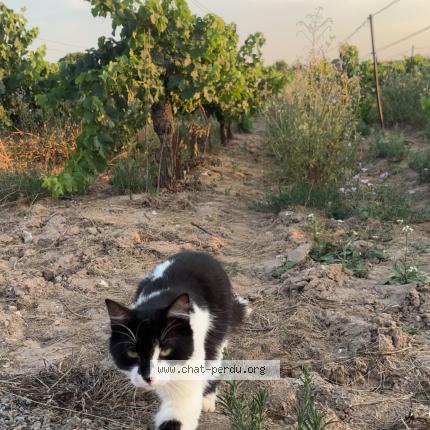 Photo 1/1 Nana Chat lost in Sauvian