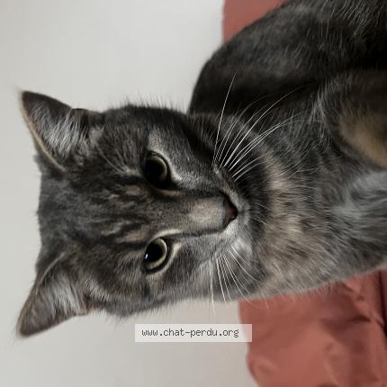 Photo 1/1 Grifouille Chat lost in Beaugency