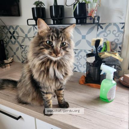 Photo 1/1 Uly Chat lost in Fanjeaux