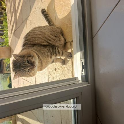 Photo 1/1 Found cat Found in Chenecey buillon