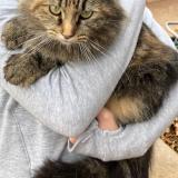 Picture of cat found at Elk City