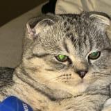 Picture of cat lost at Liege