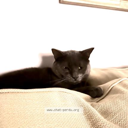 Photo 1/1 Minou Chat lost in Argenteuil