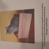Picture of cat lost at La Motte Servolex