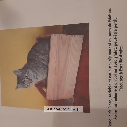 Photo 1/1 Mahou Chat lost in La motte servolex