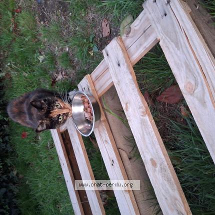 Photo 1/1 Maya Chat lost in Les touches