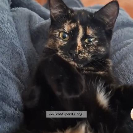 Photo 1/1 Sunny Chat lost in Lamboing