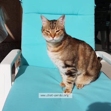 Photo 1/1 Caesar Chat lost in Saint esteve