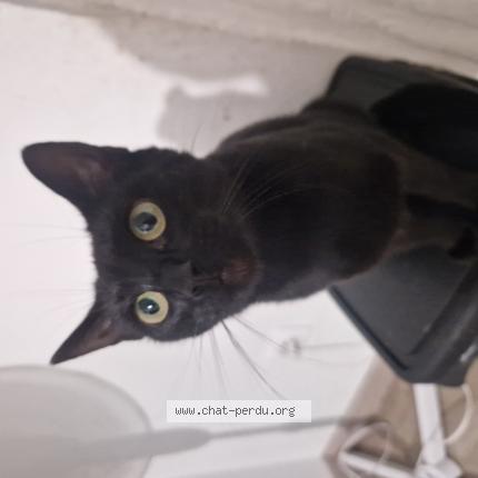 Photo 1/1 Charly Chat lost in Besancon