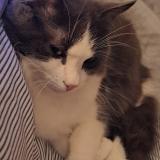 Picture of cat lost at Crouy Sur Cosson