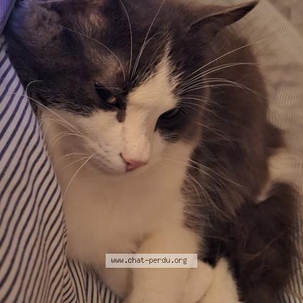 Photo 1/1 Will Chat lost in Crouy sur cosson