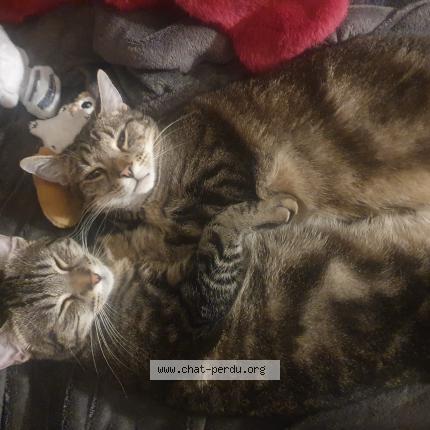 Photo 1/1 Neo Chat lost in Tamines