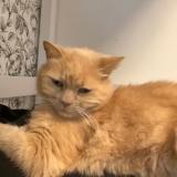 Picture of cat lost at Naintre