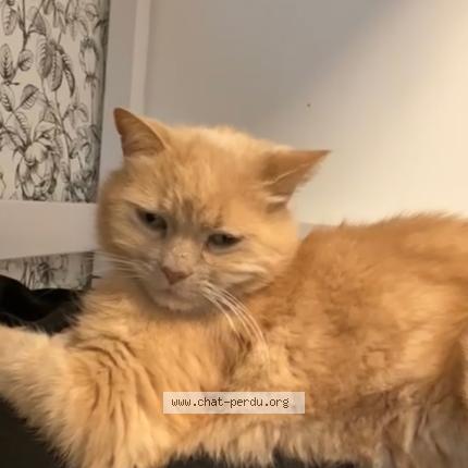 Photo 1/1 Jerry Chat lost in Naintre