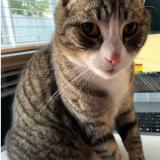 Picture of cat lost at Orange