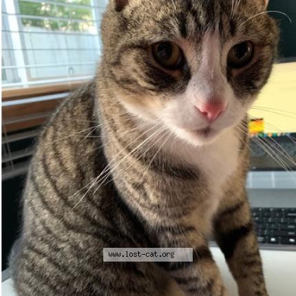 Photo 1/1 Been Chat lost in Orange