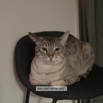 Photo 1/1 Reunited cat Lost in Montreal