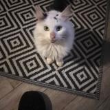 Picture of cat found at Ste Gemme