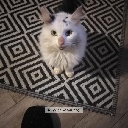 Photo 1/1 Found cat Found in Ste gemme