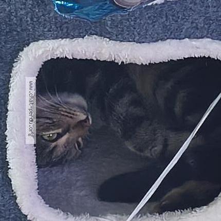 Photo 1/2 Zeli Chat lost in Massy