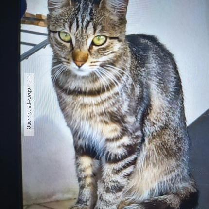 Photo 2/2 Zeli Chat lost in Massy