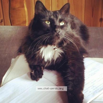 Foto einer verlorenen Katze in Sion