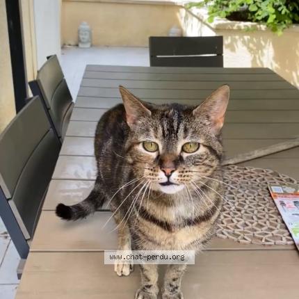 Photo 1/1 Joy Chat lost in Corbeilles en gatinais