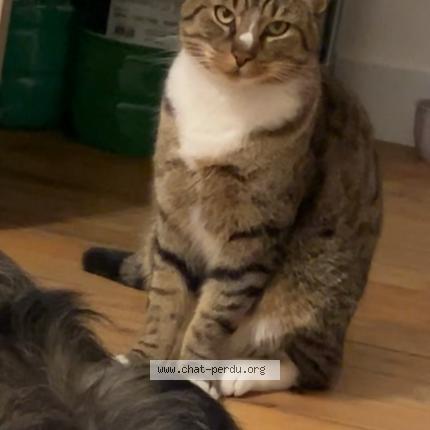 Photo 1/1 Hermes Chat lost in Tourcoing