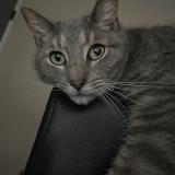 Picture of cat lost at New Carlisle