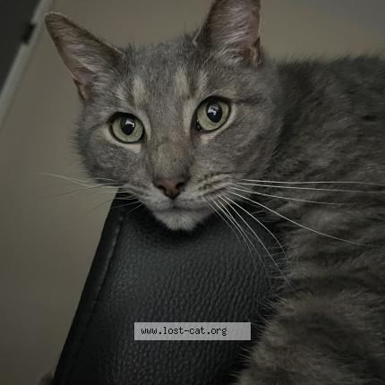 Photo 1/1 Thumbkin Chat lost in New carlisle