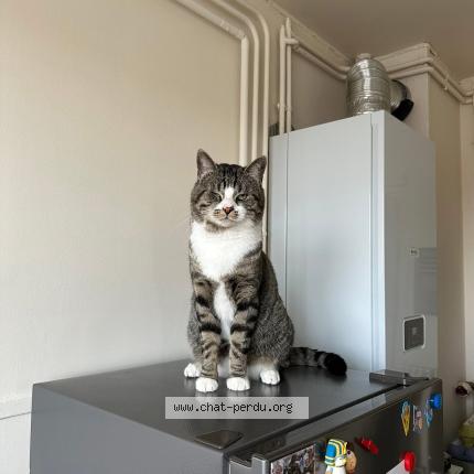 Photo 1/1 UPS Chat lost in Verneuil sur avre