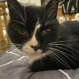 Picture of cat found at Paris