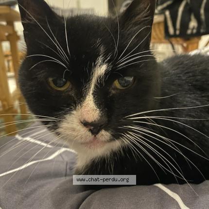 Photo 1/1 Found cat Found in Paris