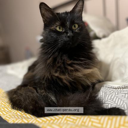 Photo 1/1 Sushi Chat lost in Saint jean d asse