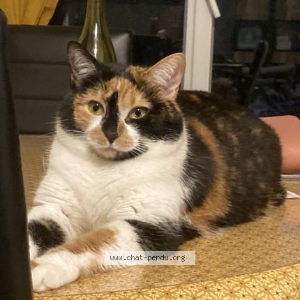 Photo 1/1 Yumi Chat lost in Verdun sur le doubs