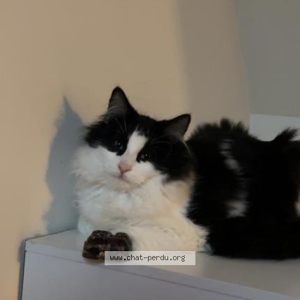 Photo 1/1 Nuit Chat lost in Brulon