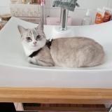 Picture of cat lost at Saint Pierre