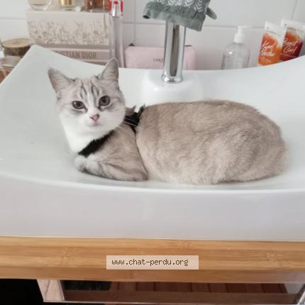 Photo 1/1 Mafia Chat lost in Saint pierre