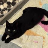 Picture of cat lost at Ladapeyre