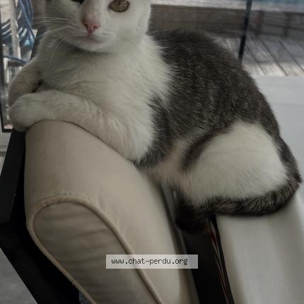 Photo 1/1 Romy Chat lost in Bruges