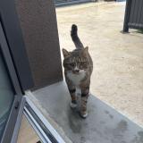 Picture of cat found at Toulouse