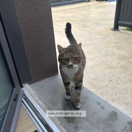 Photo 1/1 Found cat Found in Toulouse