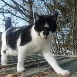 Picture of cat lost at Louvigne Du Desert