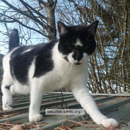 Photo 1/1 Rootsy Chat lost in Louvigne du desert