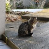 Picture of cat found at Saint Felix