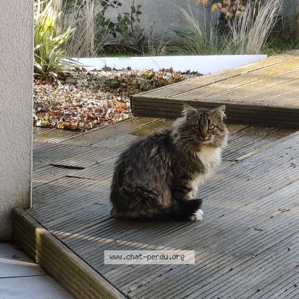 Photo 1/1 Found cat Found in Saint felix