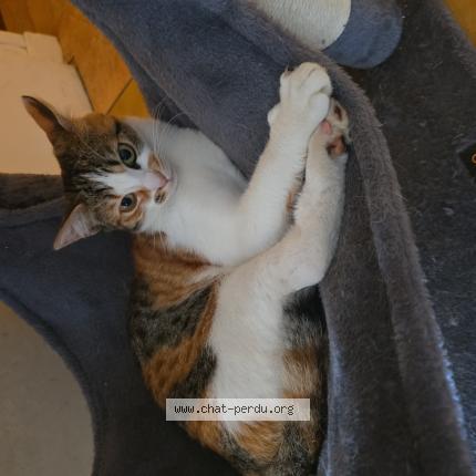 Photo 1/1 Vaya Chat lost in Saint martin de la place