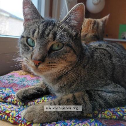 Photo 1/1 Sacha Chat lost in Nantes