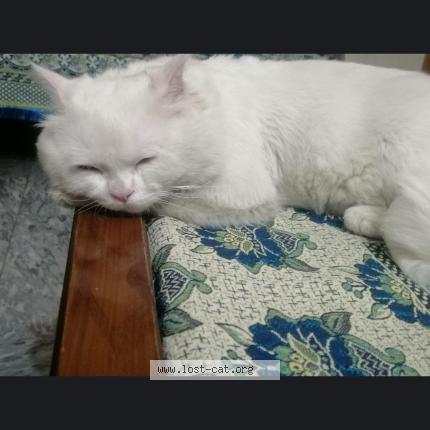 Photo 1/1 Simba Chat lost in Rawalpindi